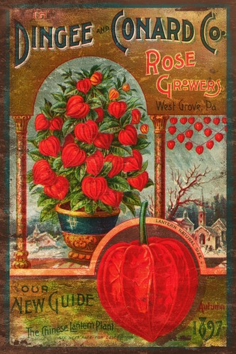 Lanterna cinese rose - lanterna,